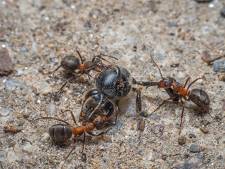 Nahaufnahme einer Gruppe Waldameisen die ein Insekt erbeutet haben, und versuchen es zu ihrem Nest zu transportieren.