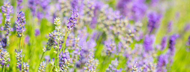 Spring lavender flowers under sunlight. Lilac flowers close up. Beautiful landscape of nature with a panoramic view. Hi spring. long banner