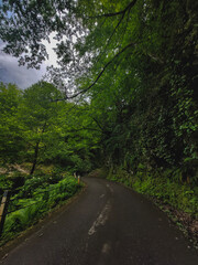 The mystical dark road leading through the mysterious greenish forest on a cloudy day