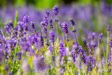 Spring lavender flowers under sunlight. Lilac flowers close up. Beautiful landscape of nature with a panoramic view. Hi spring. long banner