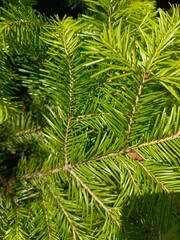 Fototapeta premium macro photo needles leaves Christmas tree spruce pine