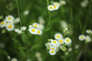 Fototapeta premium Pattern of white erigeon flowers in nature