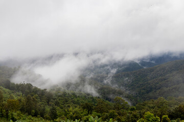 A beautiful mountain landscape with a foggy forest.