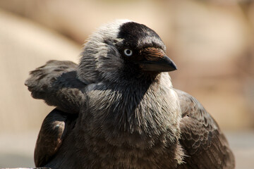 Rabenvogel - Dohle