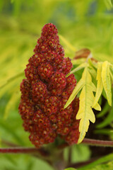 Staghorn sumac flowers on the branch in garden