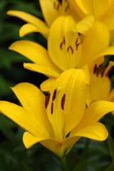 Obraz premium Beautiful yellow lily flowers. Summer flowers close up