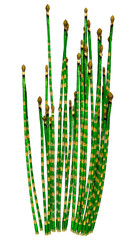 3D Rendering Common Horsetail Plants on White