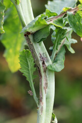 Oilseed rape stalk damaged by larvae of cabbage stem weevil (Ceutorhynchus pallidactylus and quadridens).