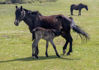 England - New Forrest Pony