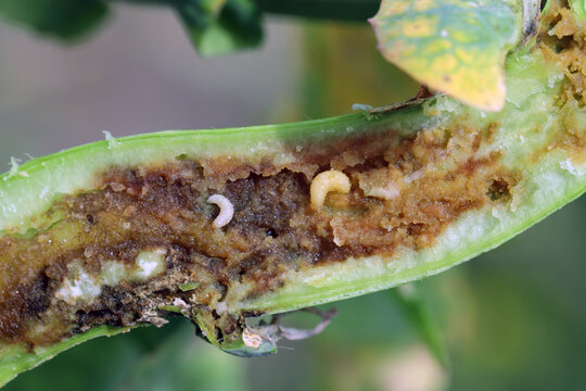 Larvae of Spotted cabbage stem weevil (Ceutorhynchus pallidactylus) and Ceutorhynchus napi weevils larvae  in the oilseed rape stalk.