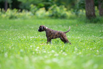 Beautiful purebred natural brindle boxer puppy 11 week old posing, blurred and calm green background, summer colors. Close up pet portrait in action high quality.