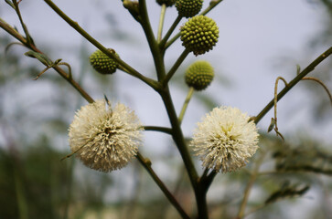 Leucaena leucocephala, white flowers and light green buds on the tree, exposed to the late morning sun.
