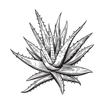 recommend clip art: Aloe Vera Vector Art, Icons, and Graphics  on white background