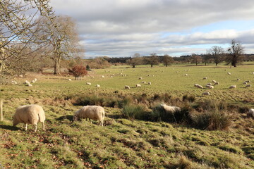 Rural scenery in the UK