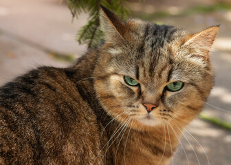 Grumpy looking tabby British Shorthair cat