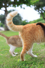 尻尾を上げているネコたち