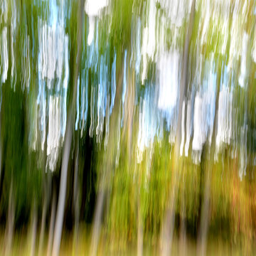abstract background, camera slow speed shutter movement, photograph of leaves in forest, princeton, New Jersey, USA