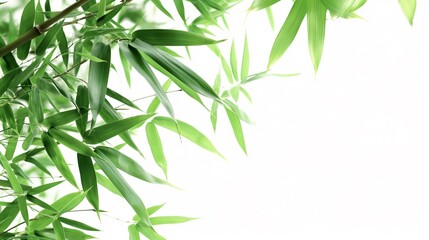 Fototapeta premium bamboo leaf background