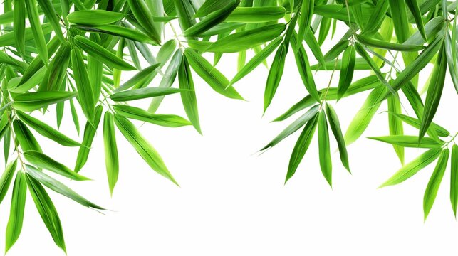 bamboo leaf background