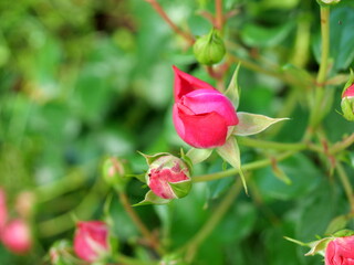Red rosebud - Photo of a red rosebud reaching towards sunlight. Symbolizing beauty, hope, and renewal in nature and life