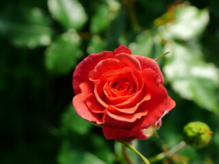 Bed roses red - View of red shrub roses. These vibrant blooms add color and liveliness to the garden, serving as a focal point in any flower bed.