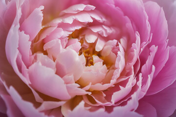 Watercolor pink gold flower abstract mural, peonies, tulips, rose, large delicate voluminous flowers, background, wallpaper, generative AI