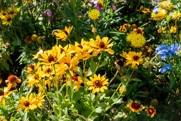 field of yellow flowers