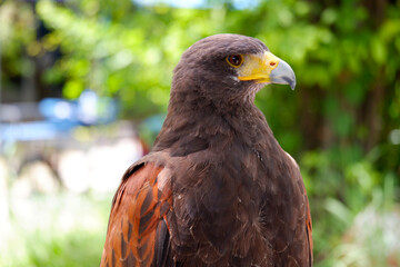 A hawk stands on a branch.