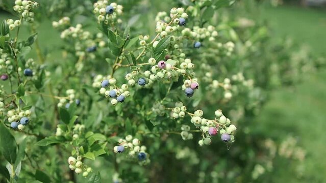 Blueberries ripen in summer garden, Vaccinium angustifolium organic blueberry produce. Northern blueberry or sweet hurts (Vaccinium boreale) cultivated at bio farm
