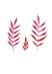 Red rowan branches. Natural beauty. Clipart of simple autumn twigs. Colorful texture. Rustic watercolor branches. White background