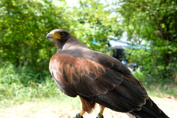 A hawk stands on a branch.