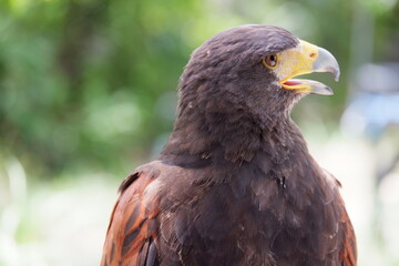 The hawk is a bird of prey.