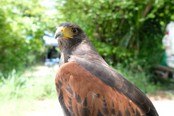 The hawk is a bird of prey.