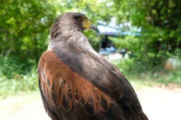 A hawk stands on a branch.