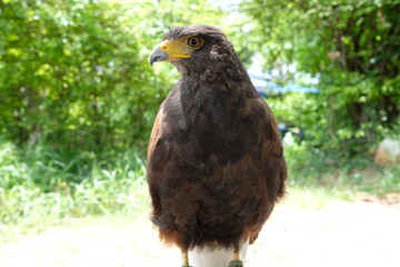 A hawk stands on a branch.
