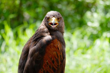 The hawk is a bird of prey.