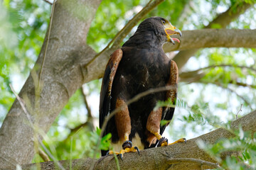 The hawk is a bird of prey that sits on a tree.