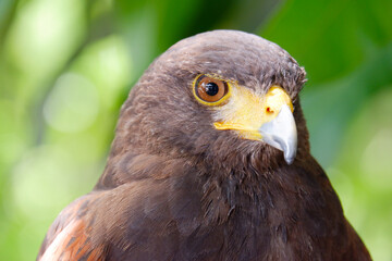 The hawk is a bird of prey.