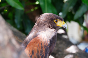 The hawk is a bird of prey that sits on a tree.