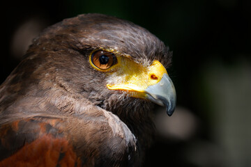 The hawk is a bird of prey.