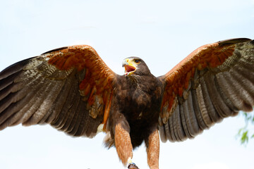 A falcon spreads its wings in the sky.