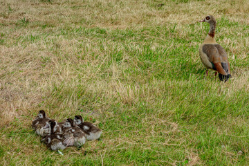 Meise, Belgium, June 29, 2024. Canes and her ducklings in the botanical garden of Meise