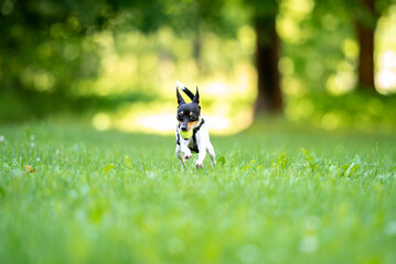 Fototapeta premium Beautiful small purebred American toy fox terrier posing outdoor and have fun, little white dog with black and tan head, green blurred background