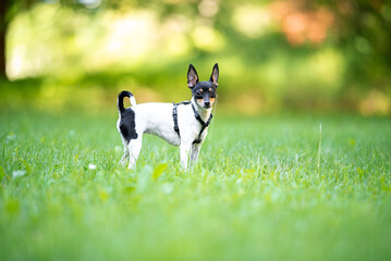 Beautiful small purebred American toy fox terrier posing outdoor and have fun, little white dog with black and tan head, green blurred background