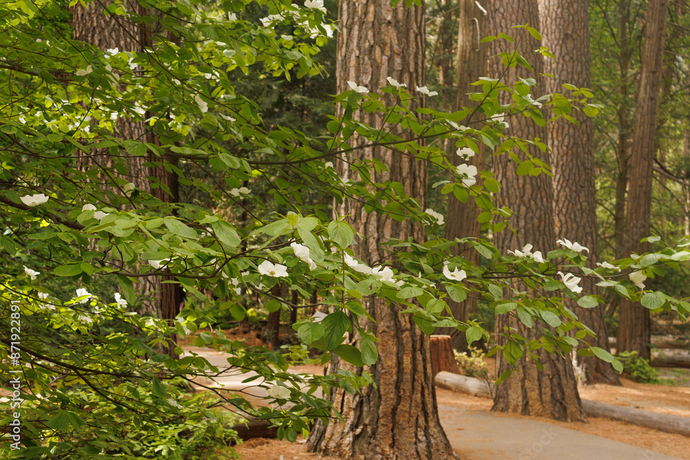 Wall mural Yosemite National Park Nature 