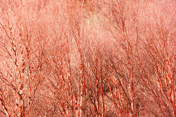 dry branch of red bark tree in the natural forest