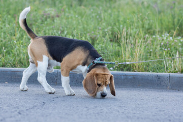 A beagle on a walk, filmed at sunset