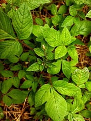 green leaves in the garden background