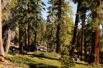 Yosemite National Park Pine Trees