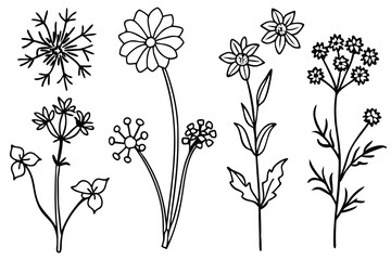 Wildflowers line art Graceful wildflowers in pen drawings